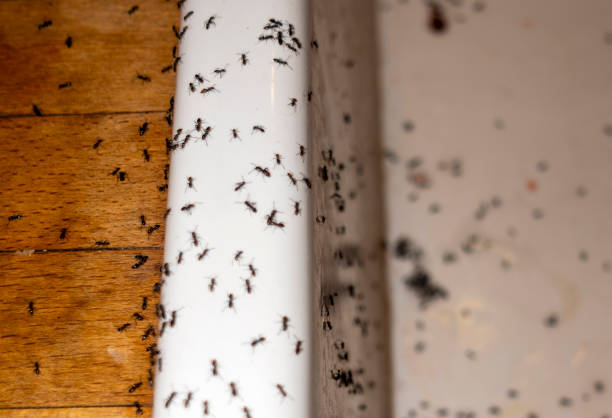 Pest Prevention Services in Belvidere, IL